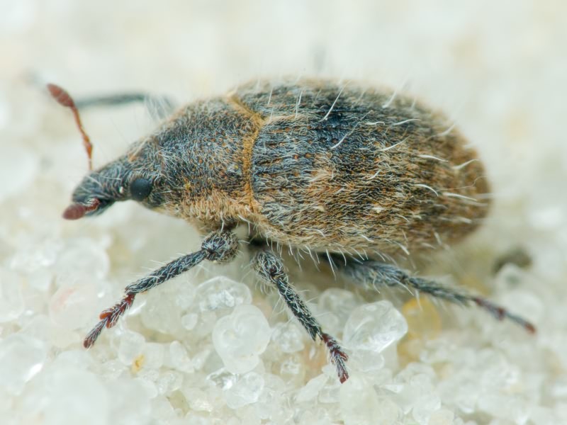 Lachnaeus crinitus (Boheman, 1836)